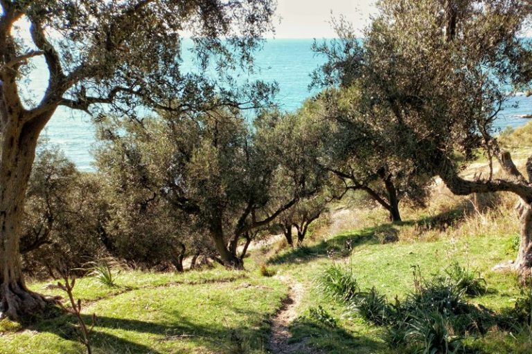 gdzie powstaje oliw - grecja