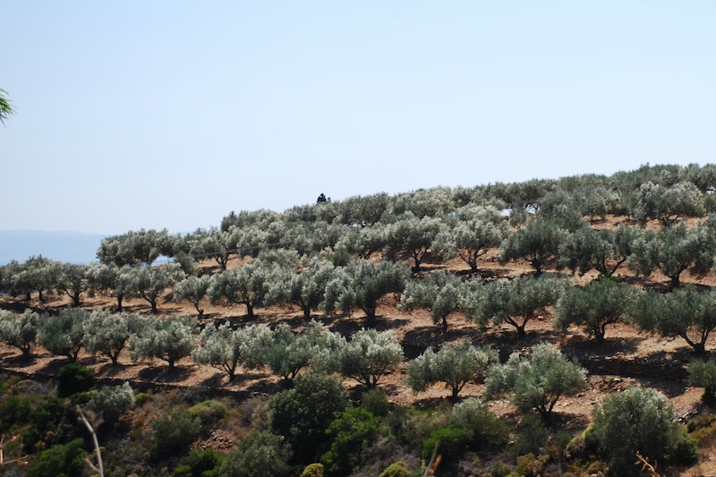 oliwki grecja
