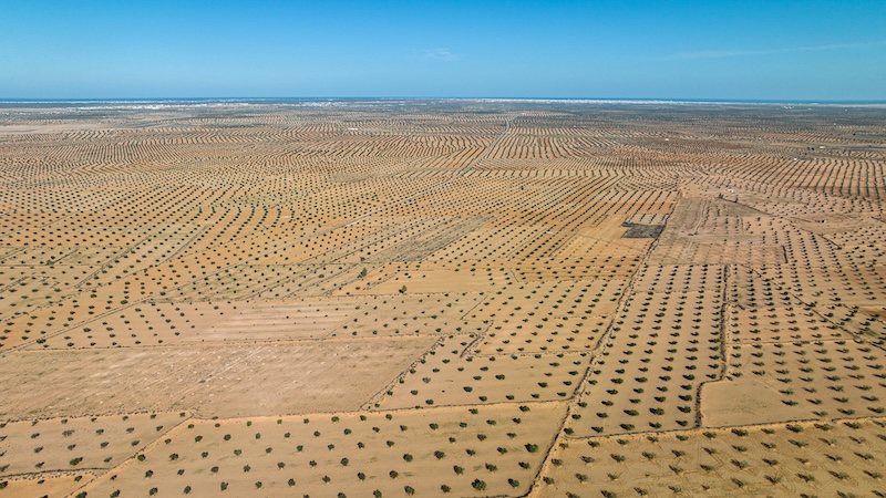 plantacja oliwek tunezja