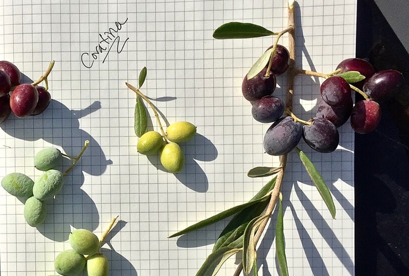 coratina różne stadia dojrzewania