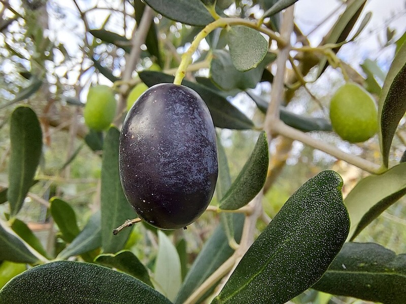 oliwka odmiany frantoio